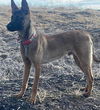 adoptable Dog in Tracy, CA named ASTRO