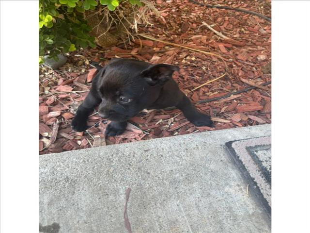 adoptable Dog in Tracy, CA named A042937