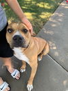 adoptable Dog in Tracy, CA named A042941