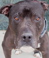 adoptable Dog in tracy, CA named MIDNIGHT