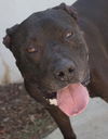 adoptable Dog in Tracy, CA named MIDNIGHT