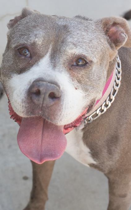 adoptable Dog in Tracy, CA named CAKES