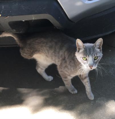 adoptable Cat in Tracy, CA named A043074