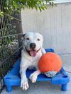 adoptable Dog in Tracy, CA named KING