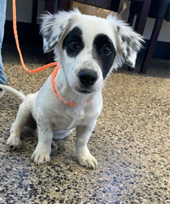 adoptable Dog in Tracy, CA named A043164