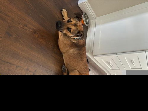 picture of the dog needing adoption