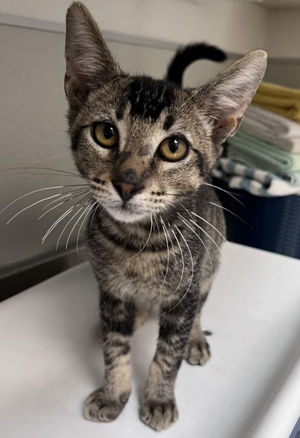 adoptable Cat in Tracy, CA named STOMPER