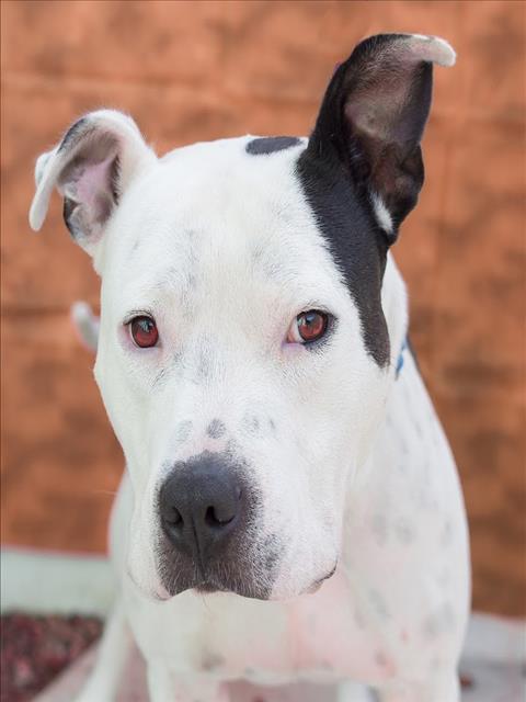 adoptable Dog in Tracy, CA named TROOPER