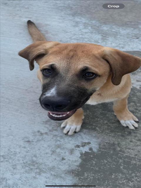 adoptable Dog in Tracy, CA named A043349