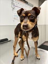 adoptable Dog in  named ECHO