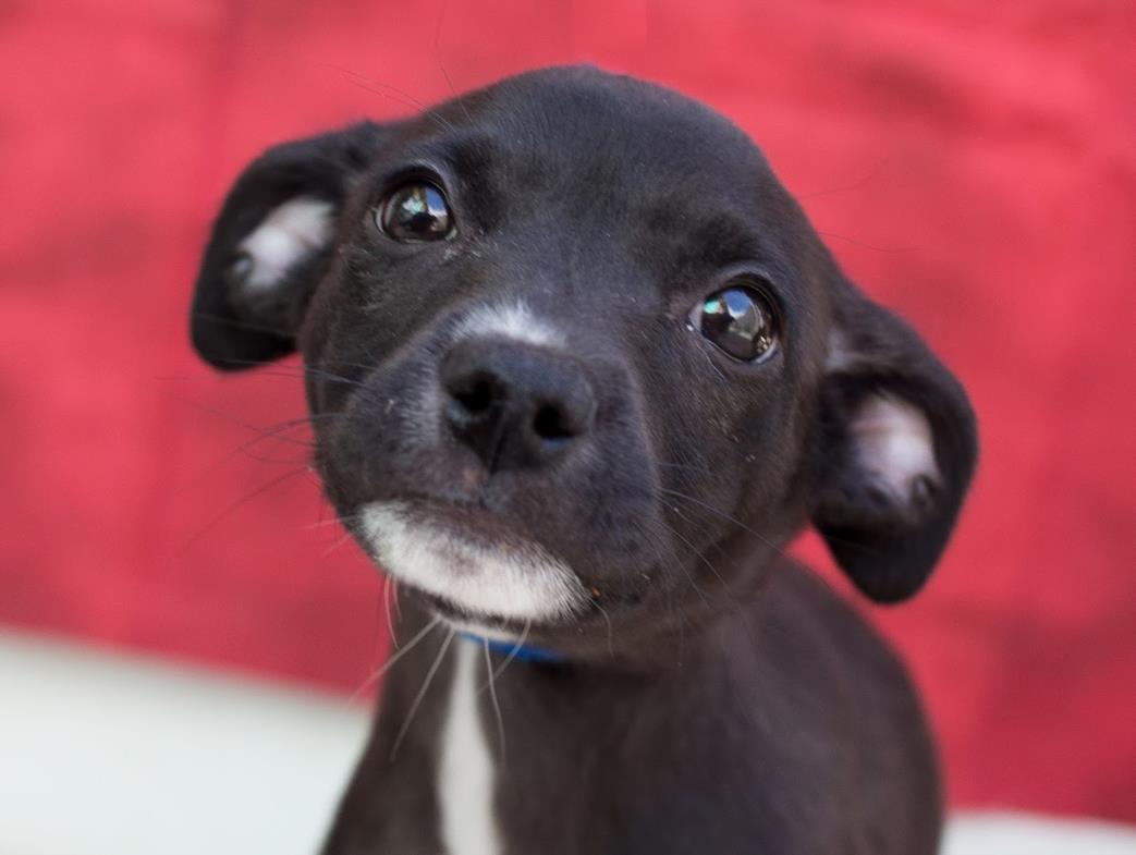 adoptable Dog in Tracy, CA named HARMONY