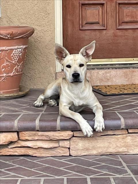 adoptable Dog in Tracy, CA named A043406