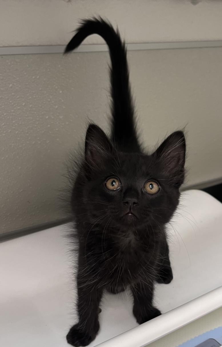 adoptable Cat in Tracy, CA named BENTON