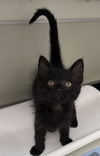 adoptable Cat in  named BENTON