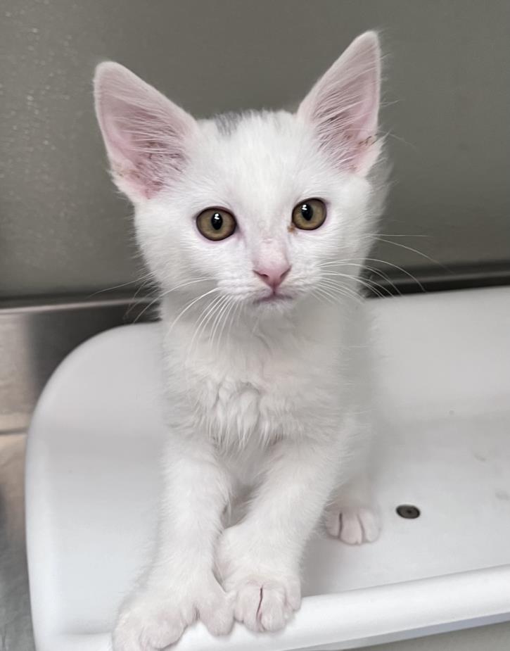 adoptable Cat in Tracy, CA named CASWELL