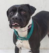 adoptable Dog in tracy, CA named MYA