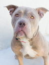 adoptable Dog in tracy, CA named DOTTIE