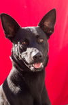 adoptable Dog in tracy, CA named JIM