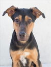 adoptable Dog in tracy, CA named CRUZ