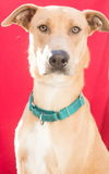 adoptable Dog in tracy, CA named COUSIN EDDIE