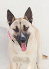 adoptable Dog in tracy, CA named JIMMY CHOO