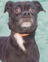 adoptable Dog in tracy, CA named CROSBY