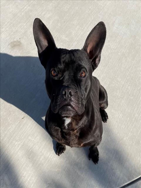 adoptable Dog in Tracy, CA named BUZZ