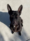 adoptable Dog in tracy, CA named BUZZ