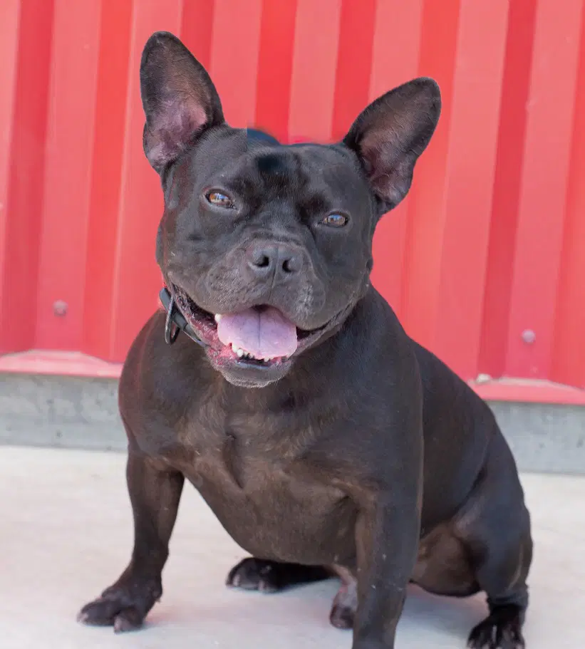 Buzz - French Bulldog
