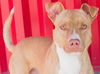 adoptable Dog in tracy, CA named GRANT