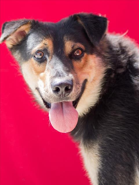 adoptable Dog in Tracy, CA named WEBBER