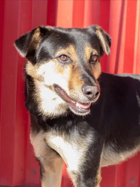Webber - German Shepherd Dog