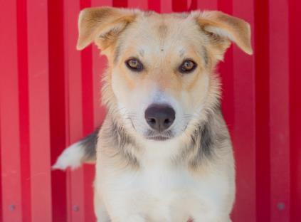 adoptable Dog in Tracy, CA named DUNCAN