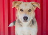 adoptable Dog in tracy, CA named DUNCAN