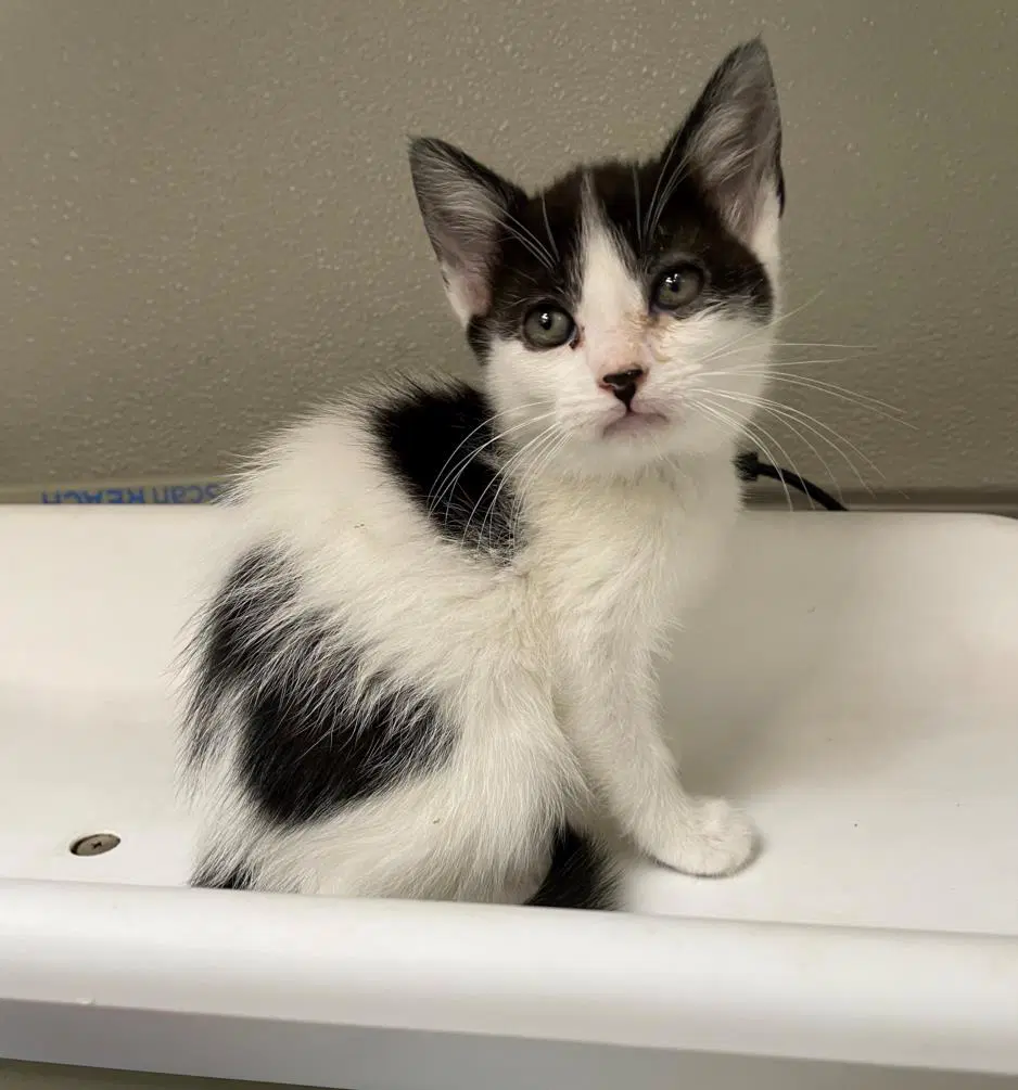 Amidala - Domestic Medium Hair
