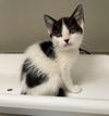 adoptable Cat in  named AMIDALA