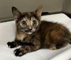 adoptable Cat in tracy, CA named MEETRA