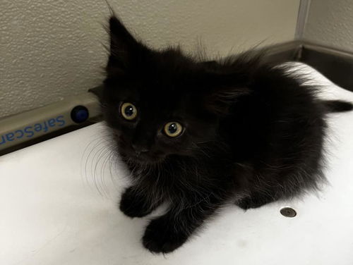 picture of the cat needing adoption