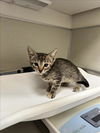 adoptable Cat in tracy, CA named HERA