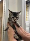 adoptable Cat in tracy, CA named CARA