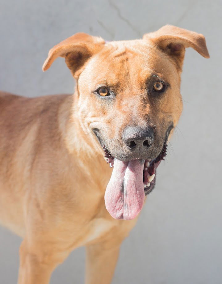 adoptable Dog in Tracy, CA named BIGGS