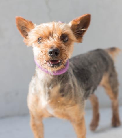 adoptable Dog in Tracy, CA named MAX