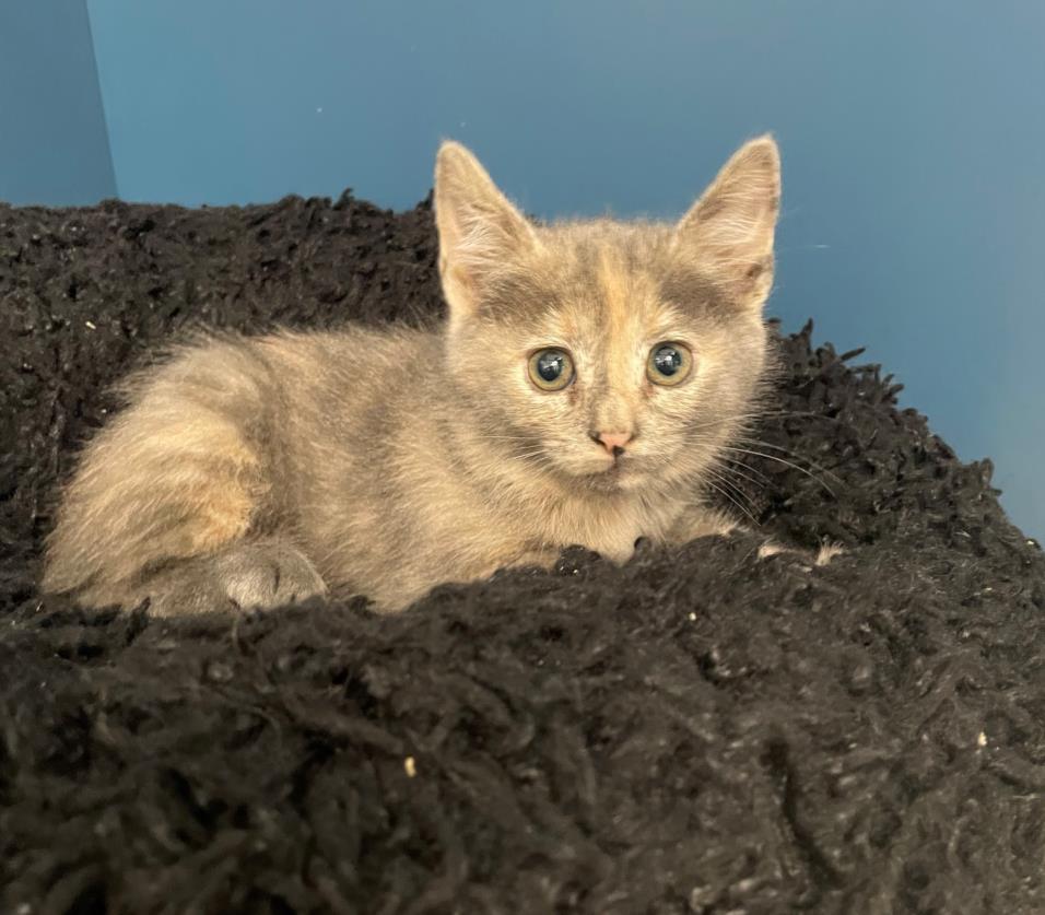 adoptable Cat in Tracy, CA named DEPA