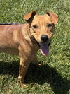 adoptable Dog in tracy, CA named LUKE