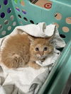 adoptable Cat in tracy, CA named FLASH
