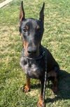 adoptable Dog in  named KANE
