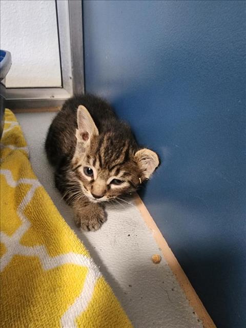 adoptable Cat in Tracy, CA named LODEN