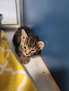 adoptable Cat in tracy, CA named LODEN