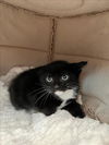 adoptable Cat in tracy, CA named KING