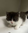 adoptable Cat in tracy, CA named CHERRY